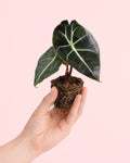 Alocásia Red Petiole Mini