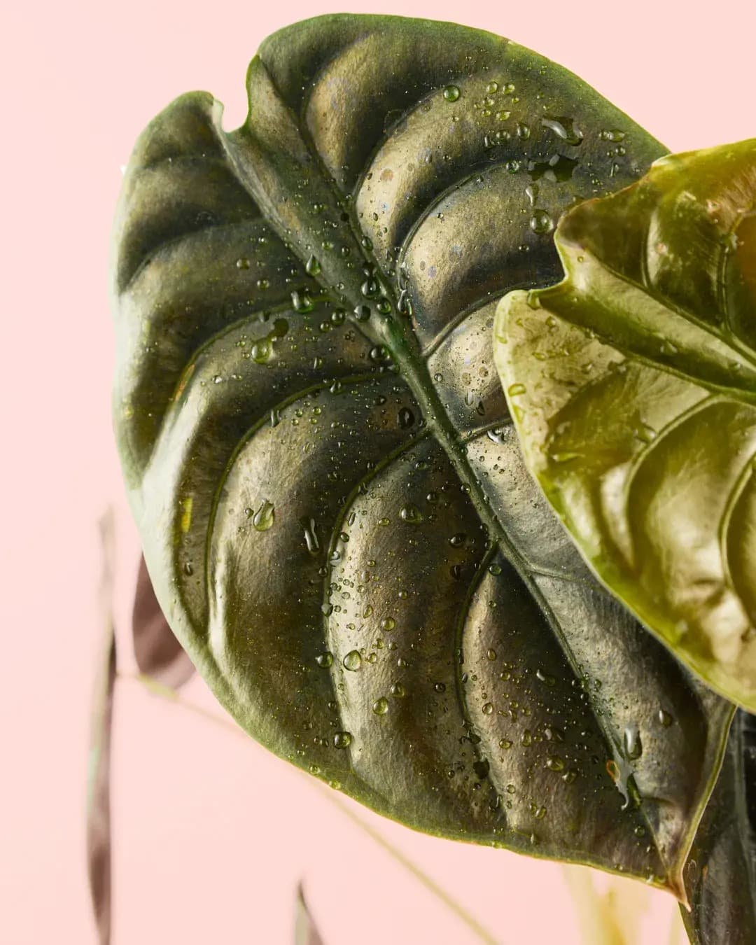 Alocasia Red Secret M - Pur Plant