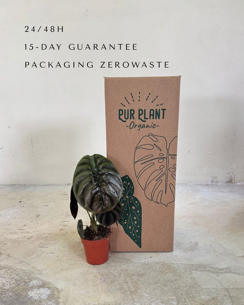alocasia-red-secret-m-packaging