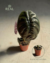 alocasia-red-secret-m-real