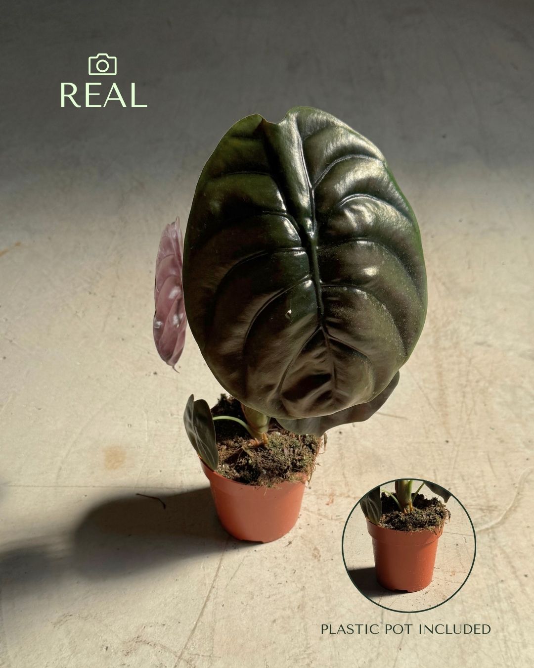 alocasia-red-secret-m-real