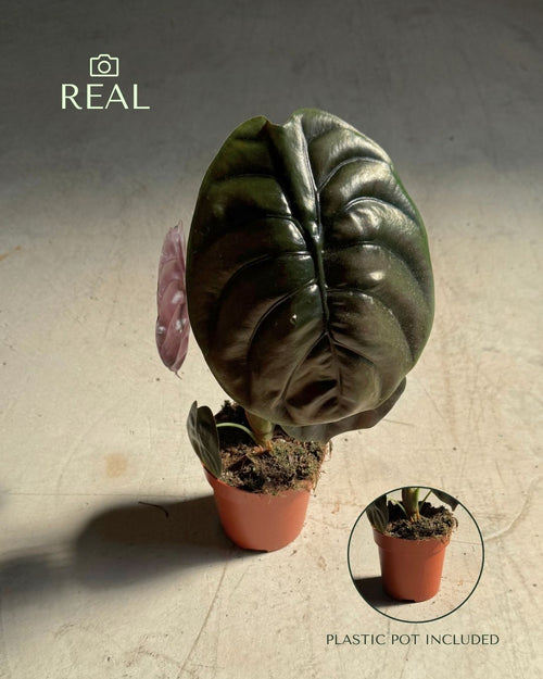 alocasia-red-secret-m-real