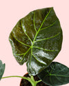 Alocasia Regal Shields M - Pur Plant