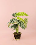 Alocasia Silver Dragon M