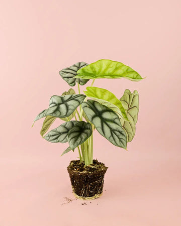 Alocasia Silver Dragon M