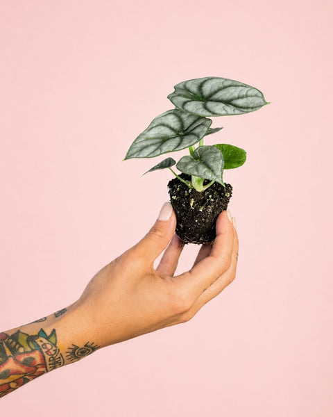 Alocasia Silver Dragon Mini