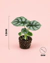 Alocasia Silver Dragon Mini - Pur Plant