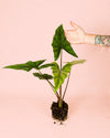 Alocasia Simpo M - Pur Plant
