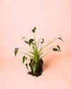 Alocasia Tiny Dancer M - Pur Plant
