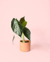 Alocasia Wentii M - Pur Plant