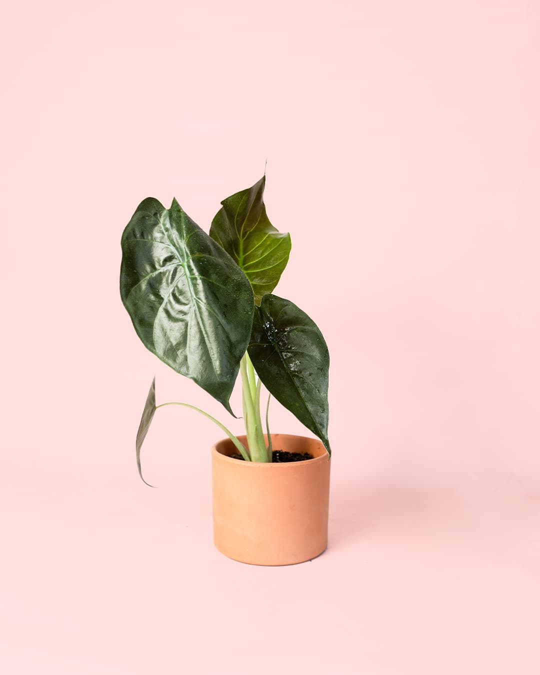 Alocasia Wentii M - Pur Plant