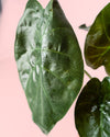 Alocasia Wentii M - Pur Plant