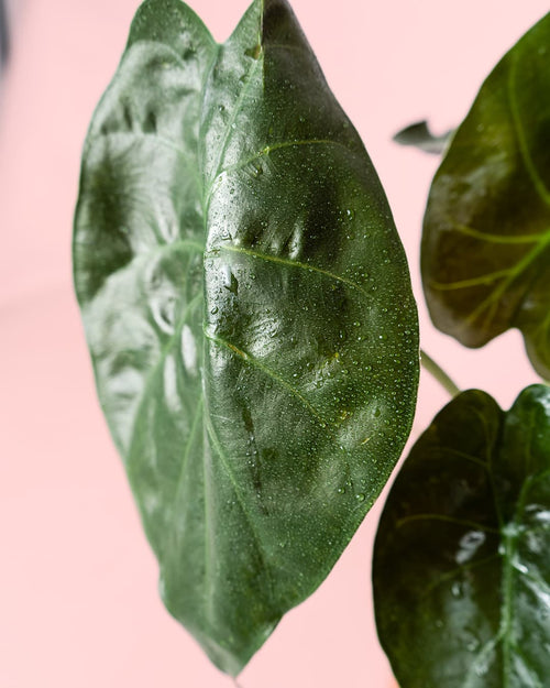 Alocasia Wentii M - Pur Plant