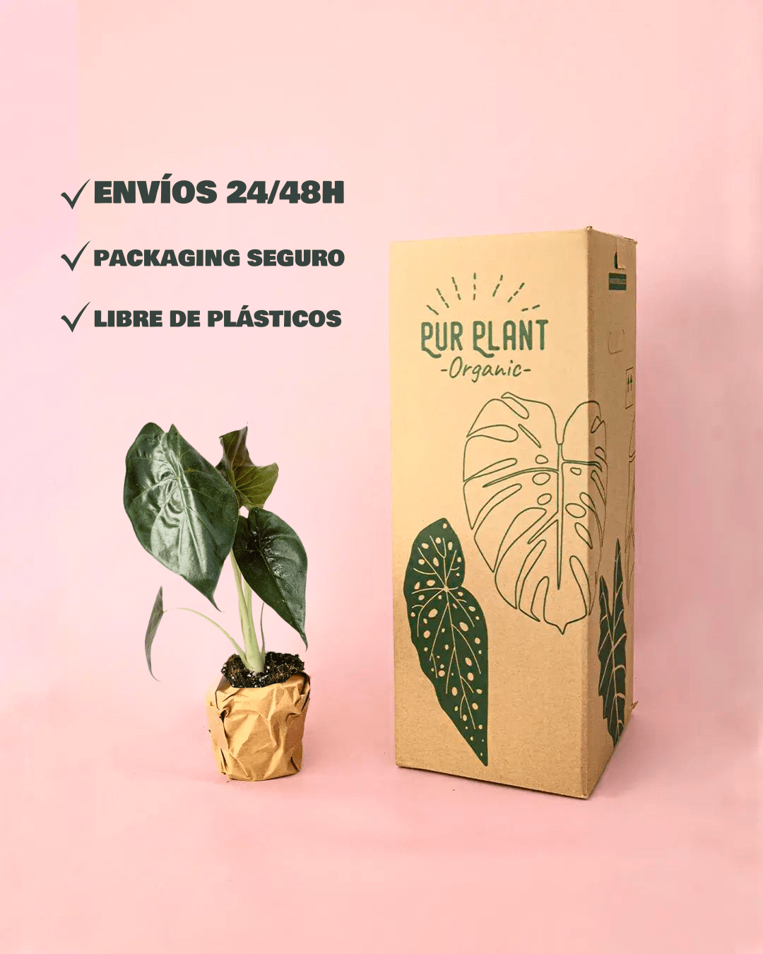 Alocasia Wentii M - Pur Plant
