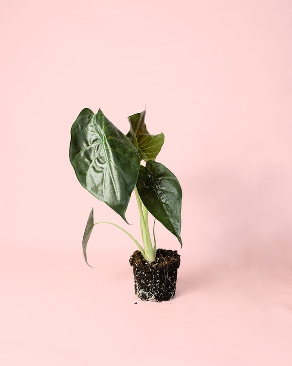 Como Cuidar Alocasia Wentii