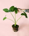 Alocasia Xanthosoma albomarginata – Mickey Mouse M - Pur Plant