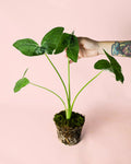 Alocasia Xanthosoma albomarginata – Mickey Mouse M