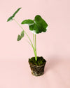 Alocasia Xanthosoma albomarginata – Mickey Mouse M - Pur Plant