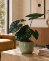 Alocasia Yucatan Princess M - Pur Plant