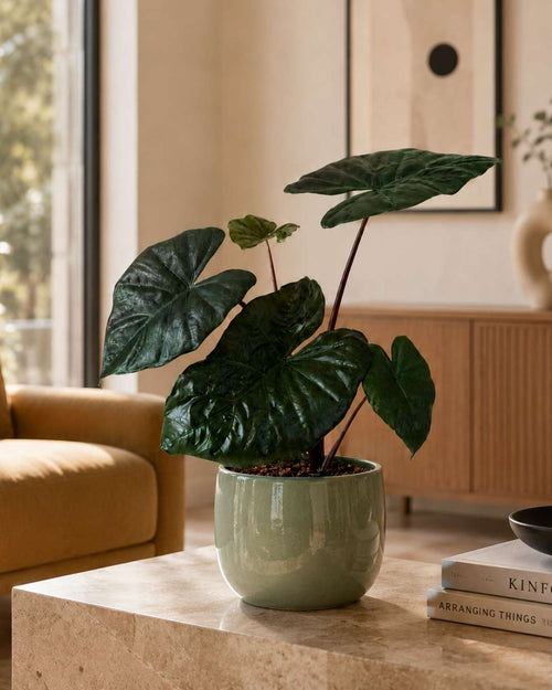 Alocasia Yucatan Princess M - Pur Plant