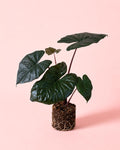 Alocasia Yucatan Princess M
