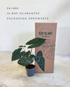 Alocasia Yucatan Princess M - Pur Plant