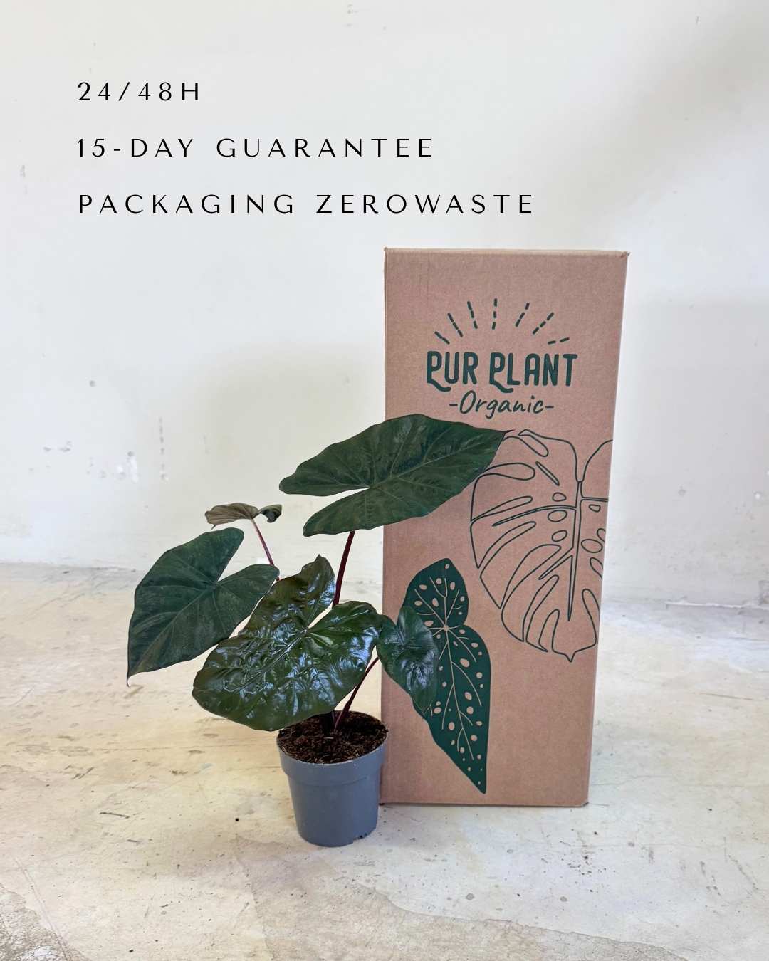 Alocasia Yucatan Princess M - Pur Plant