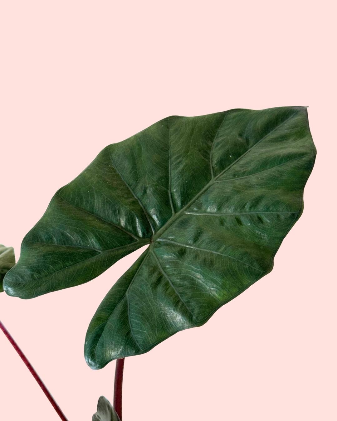 Alocasia Yucatan Princess M - Pur Plant