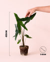 Alocasia Zebrina M - Size - Pur Plant