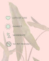Alocasia Zebrina M - Care - Pur Plant
