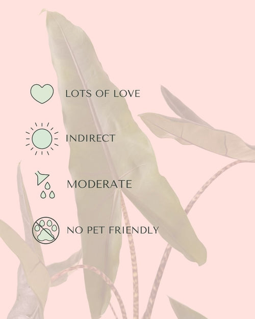 Alocasia Zebrina M - Care - Pur Plant