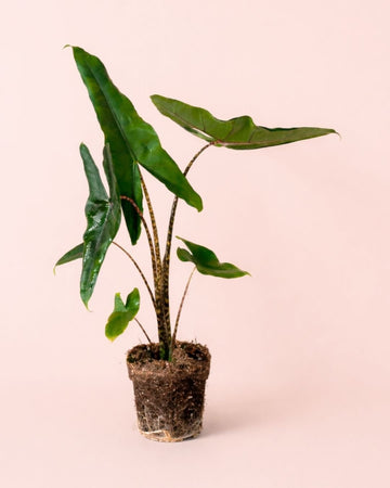 Alocasia Zebrina M