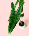 Alocasia Zebrina Mini - Pur Plant
