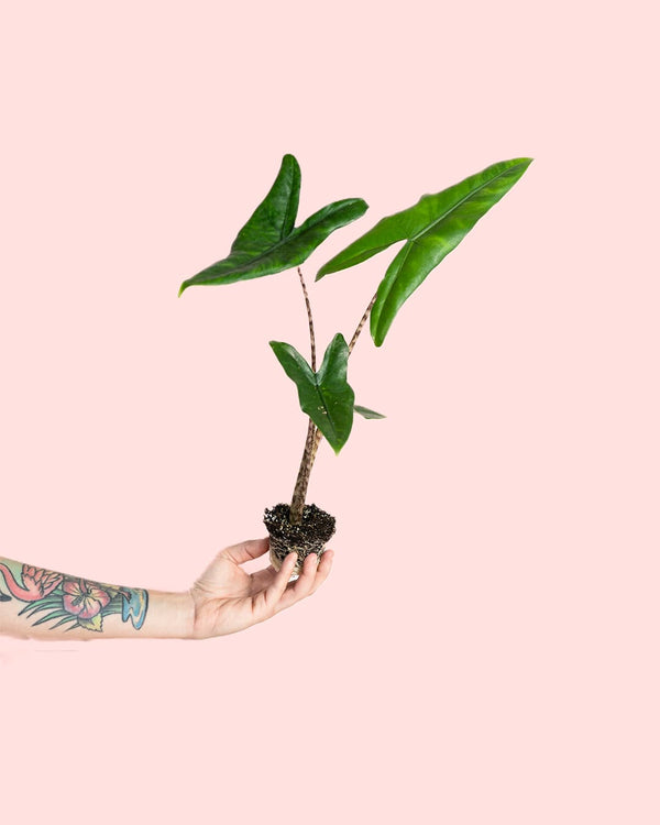 Como Cuidar da Alocasia Zebrina