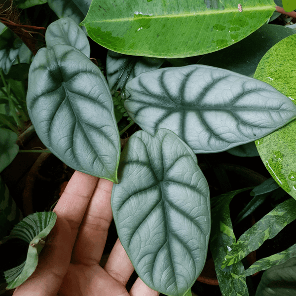 Como Cuidar Alocasia