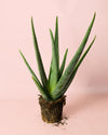 Aloe Vera M - Pur Plant