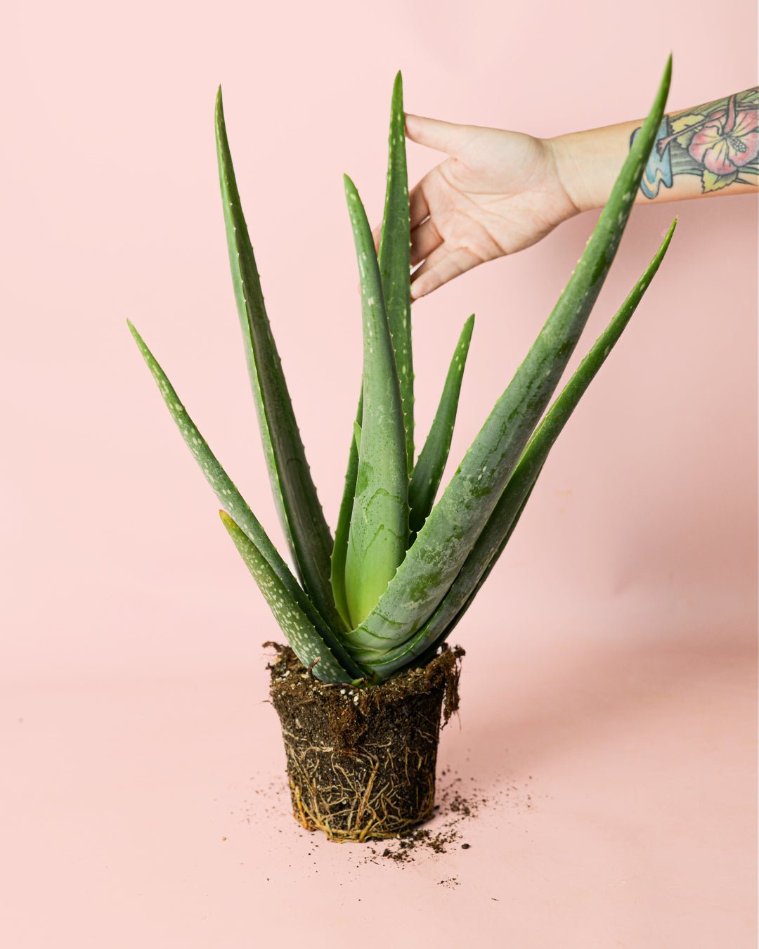 Aloe Vera M - Pur Plant