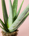 Aloe Vera M - Pur Plant