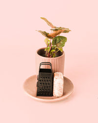 Ambientador Sustentável Rosa com Mini Planta