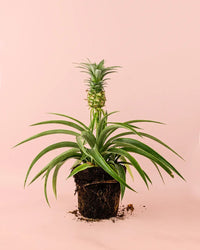 Ananás Planta do Ananás M