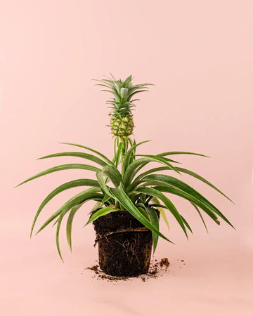 Ananás Planta do Ananás M