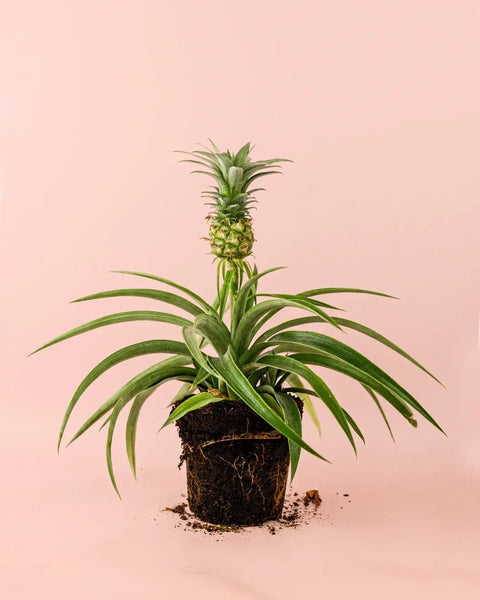 Ananás Planta do Ananás M