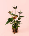 Anthurium Black Love Mini - Pur Plant