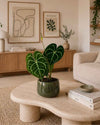 Anthurium Clarinervium M - Pur Plant