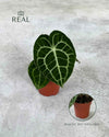 Anthurium Clarinervium M - Pur Plant