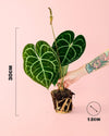 Anthurium Clarinervium M - Pur Plant