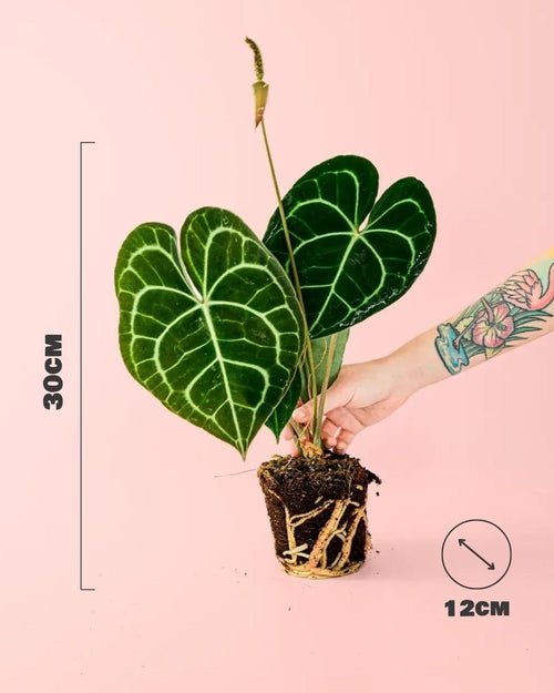 Anthurium Clarinervium M - Pur Plant