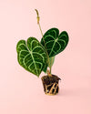 Anthurium Clarinervium M - Pur Plant