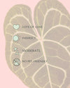 Anthurium Clarinervium M - Pur Plant