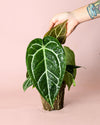 Anthurium Crystallinum M - Pur Plant